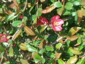 Shrub with smaller, glossy green leaves and an occasional bright red flower