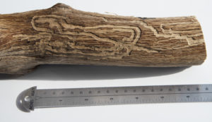 Close-up section of oak tree branch, with the bark gone, showing trails on the surface of the wood.  Looks like someone carved out shallow paths along the wood surface..