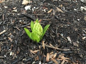 Hyacinth bulb with leaves and flower buds emerged. Green leaves showing an inch or two above the soil line with the flower in a compact cone shape in the middle.