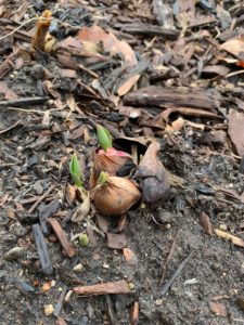 Hyacinth bulb with leaves and flower buds emerged. Green leaves showing an inch or two above the soil line with the flower in a compact cone shape in the middle. a couple of the bulbs have been pushed up above the soil line.