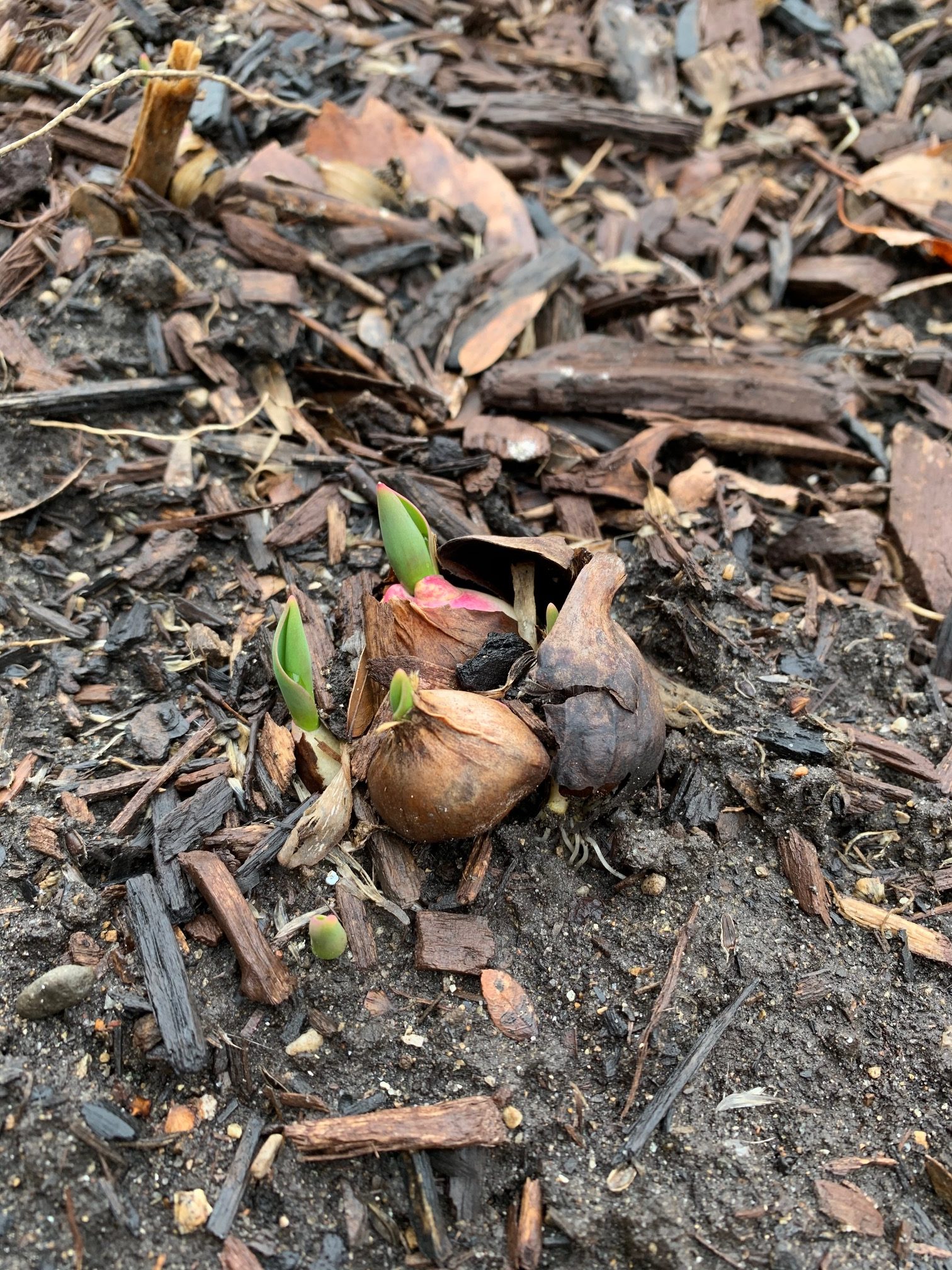 Mother Nature Gives Spring Bulbs the Heave-Ho! - Indiana Yard and ...