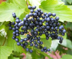 Close up image of an arrowwood viburnum showing a cluster of small, round, bluish black fruits.