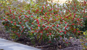 A small dwarf shrub with elongated, green leaves and clusters of red berries.