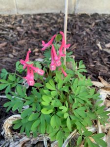 Fumewort is a spring ephemeral, with finely cut, green foliage and clusters of purplish pink tube-shaped flowers with spurred petals resembling bleeding heart.