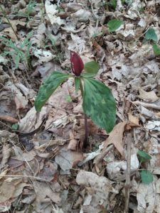 close up of a Trillium plant in a woodland setting.  Dead leaves cover the ground.  The Trillium plant is single maroon flower that appears barely open, on top of a single stalk with 3 variegated green leaves spaced around and connected at the top of the stalk.