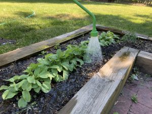 A flower bed between a lawn and a paver walk/patio, being  watered by a water wand.