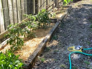 Tomato plants, caged, in a landscaped bed, in front of a wooden fence, being watered by a spray unit on the end of a hose.