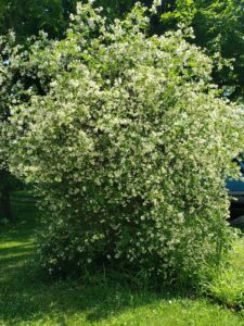 Rather large shrub covered with many small, white blooms in a yard setting. 