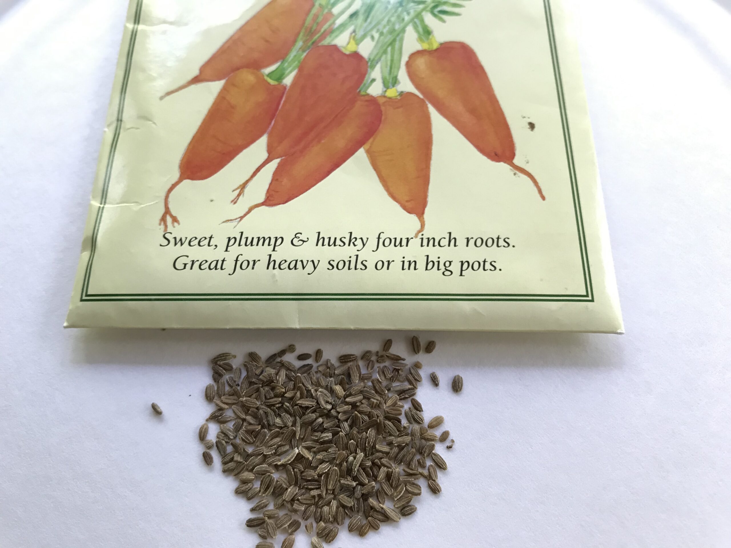 Carrot seed 