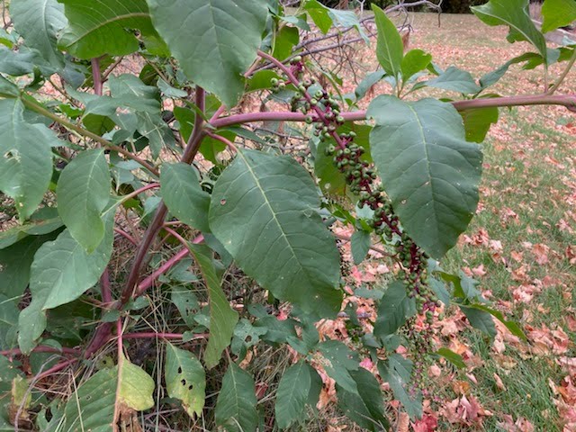 close up on leaves and fruit of pokeweed