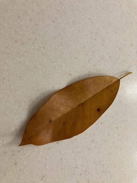 Callery pear leaf