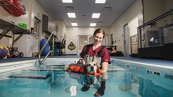 Dog in swimming pool at Purdue University.
