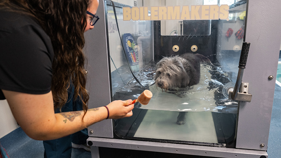The underwater treadmill for dogs at Purdue’s Veterinary Teaching Hospital.