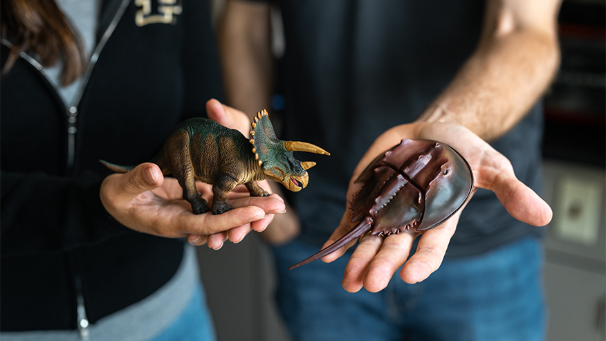 Two individuals hold a small dinosaur figurine and a horseshoe crab model in their hands.