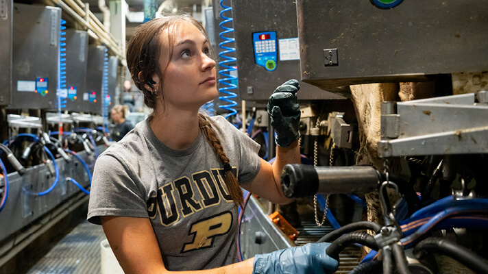 Student wearing a Purdue t-shirt working in an agricultural or dairy facility.