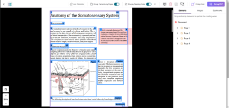 Document-editor screenshot displays an educational anatomy page titled “Anatomy of the Somatosensory System,” designed to explain sensory receptors and nervous-system structures. Blue section headers, dense explanatory text, pink callout box, labeled skin-and-nerve illustration, caption, and right-side Elements panel with page thumbnails organize content.