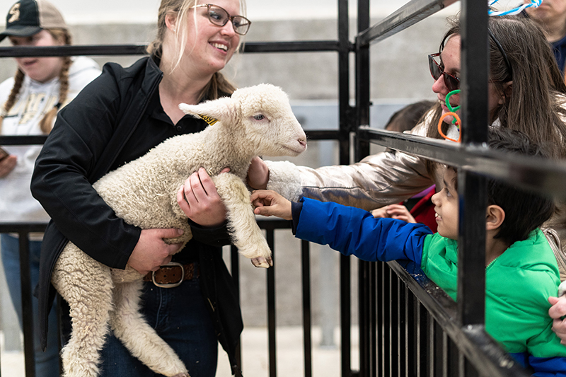 A sheep at the fair