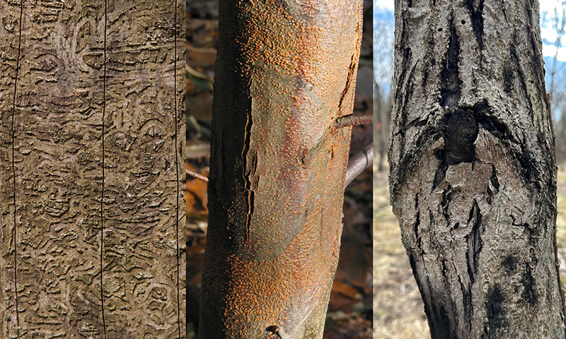 Biotechnology offers holistic approach to restoration of at-risk forest ...