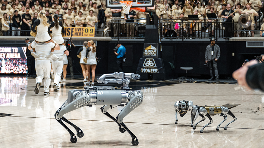 Robot dogs on basketball court