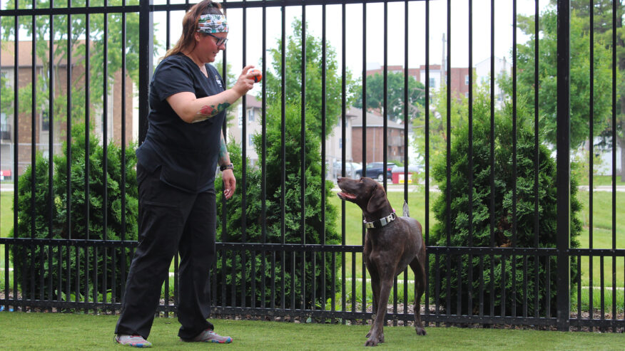 Woman showing dog a ball