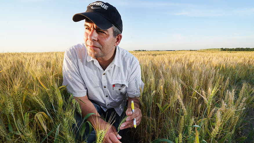 A man crouches in a wheat field.