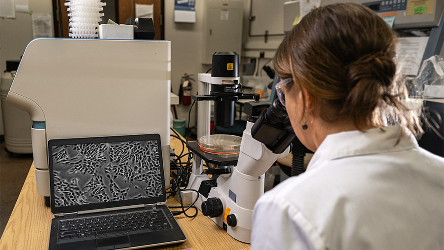 Researcher uses microscope to examine cells