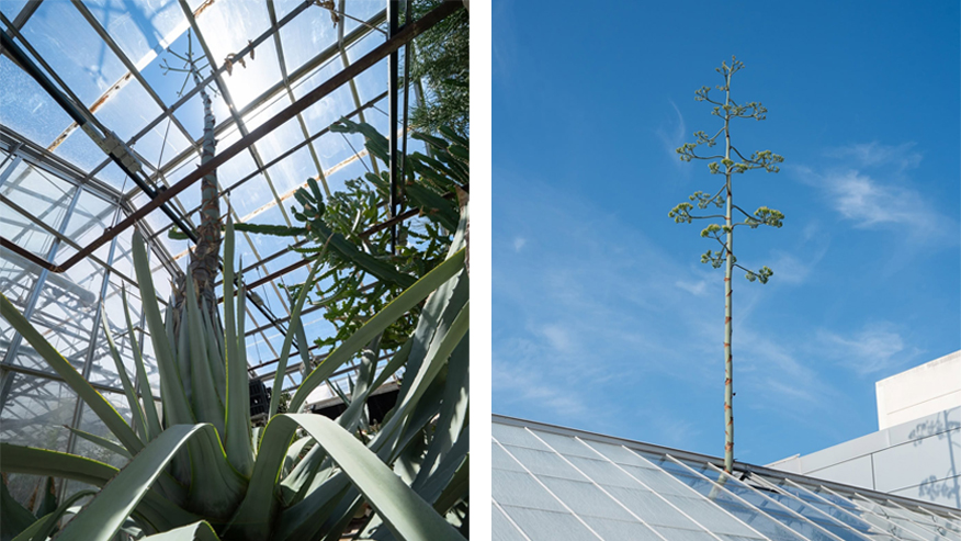 Split screen of agave plant