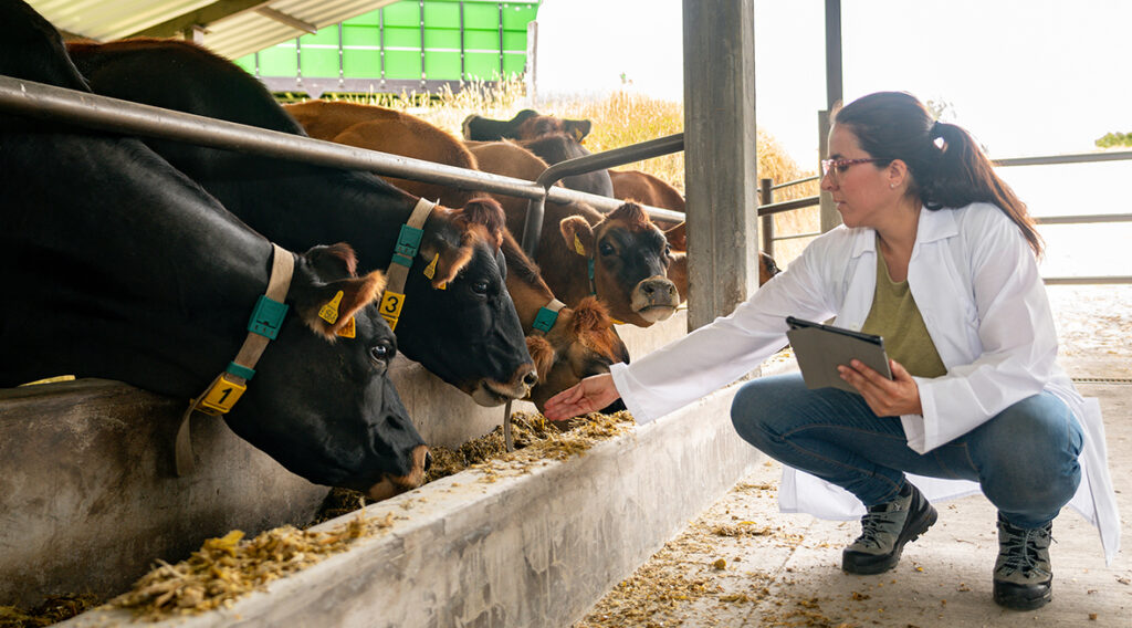 Animal science professional crouches at a feeding bin to interact with steer. 
