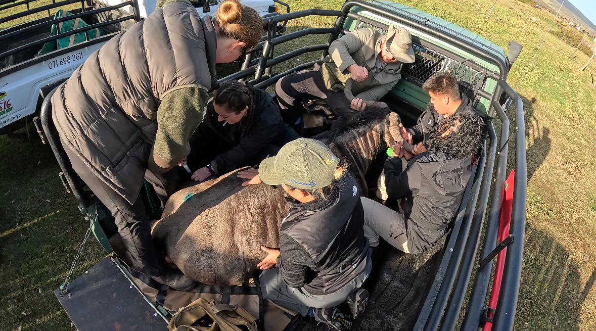 Anne Adducci completes field work in the back of a truck. She and several other students examine the back of an antelope.