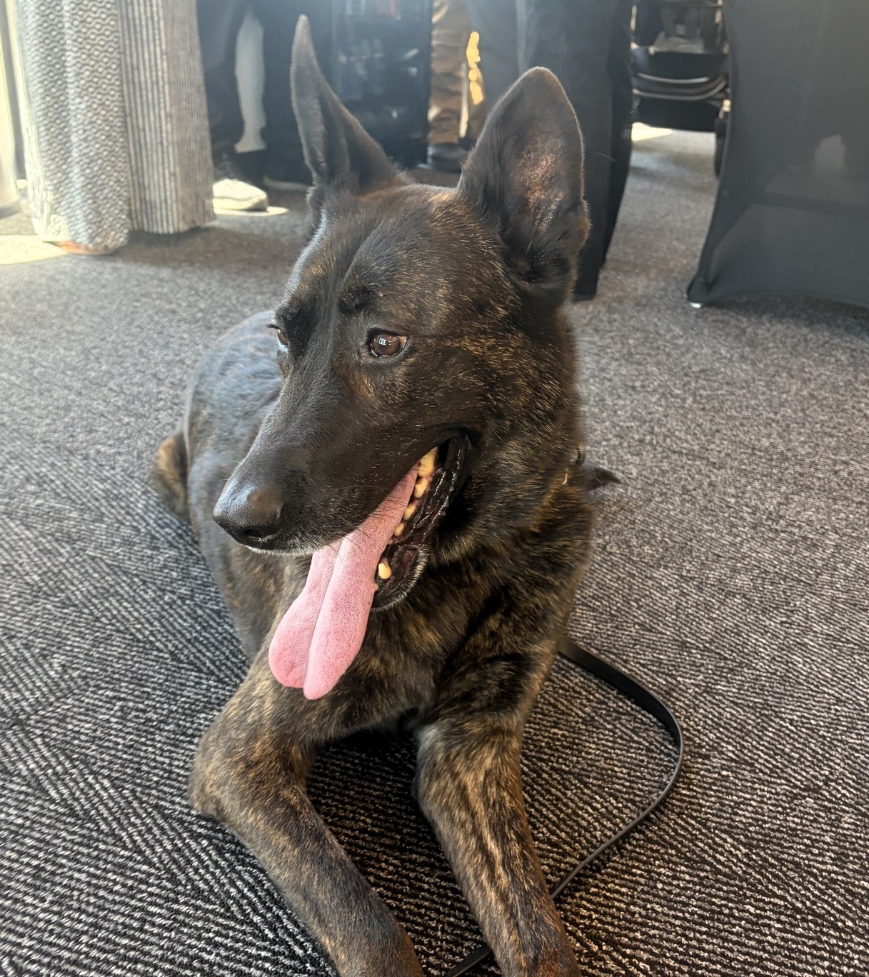 K-9 Mocca has officially retired from the Purdue University Police Department after serving the campus community for nine years. Photo Administrative Operations Communications.