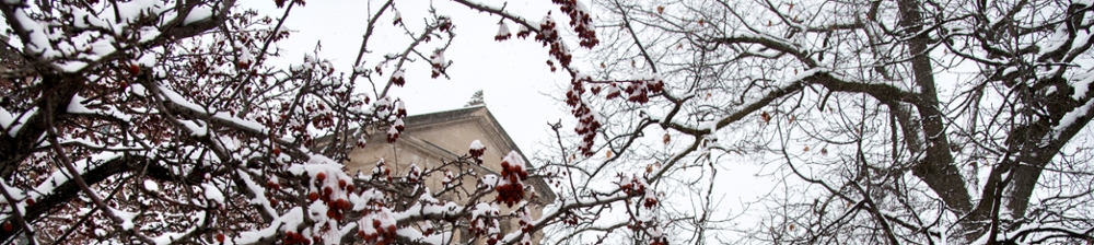 Snow sits on a tree branch on Purdue's campus. Red berries are growing from the tree
