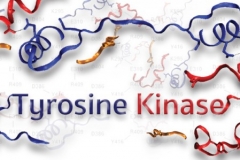 Tyrosine_slide