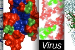Viruses_slide