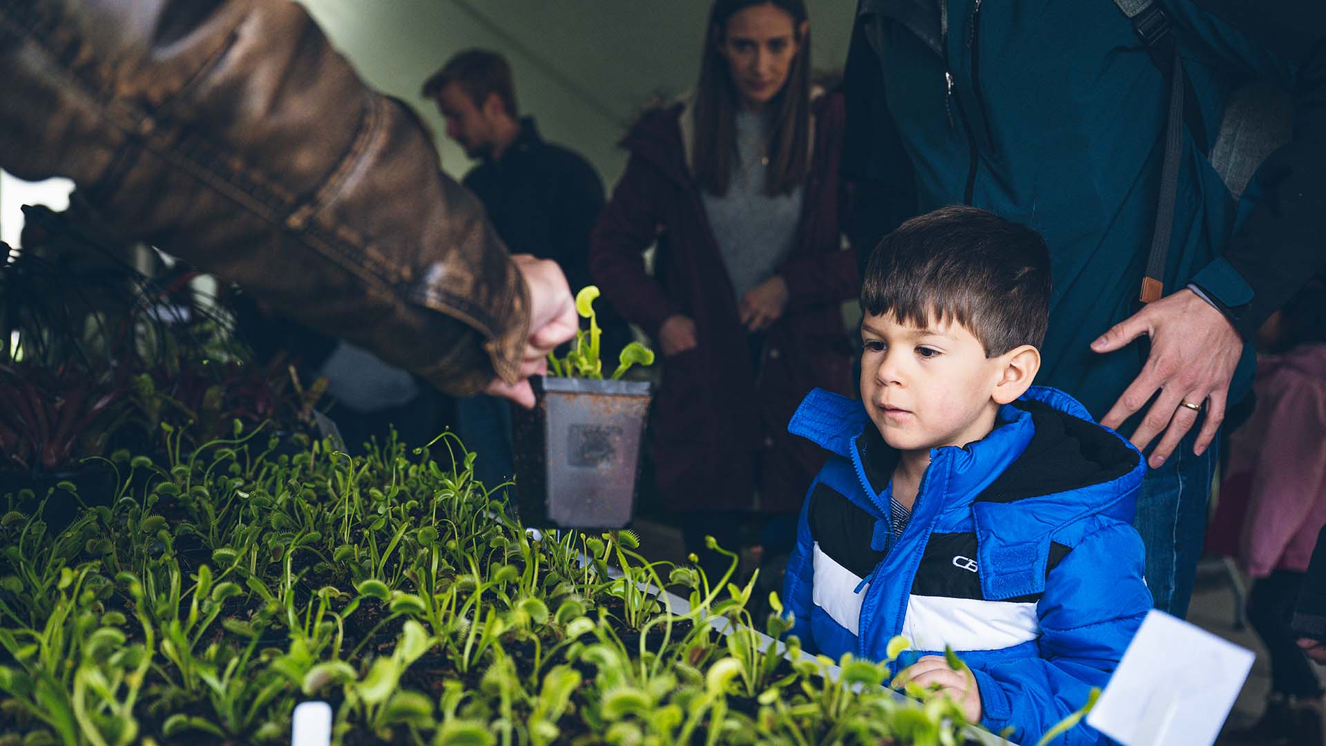 Child looking at carnivorous plants at a botanical display