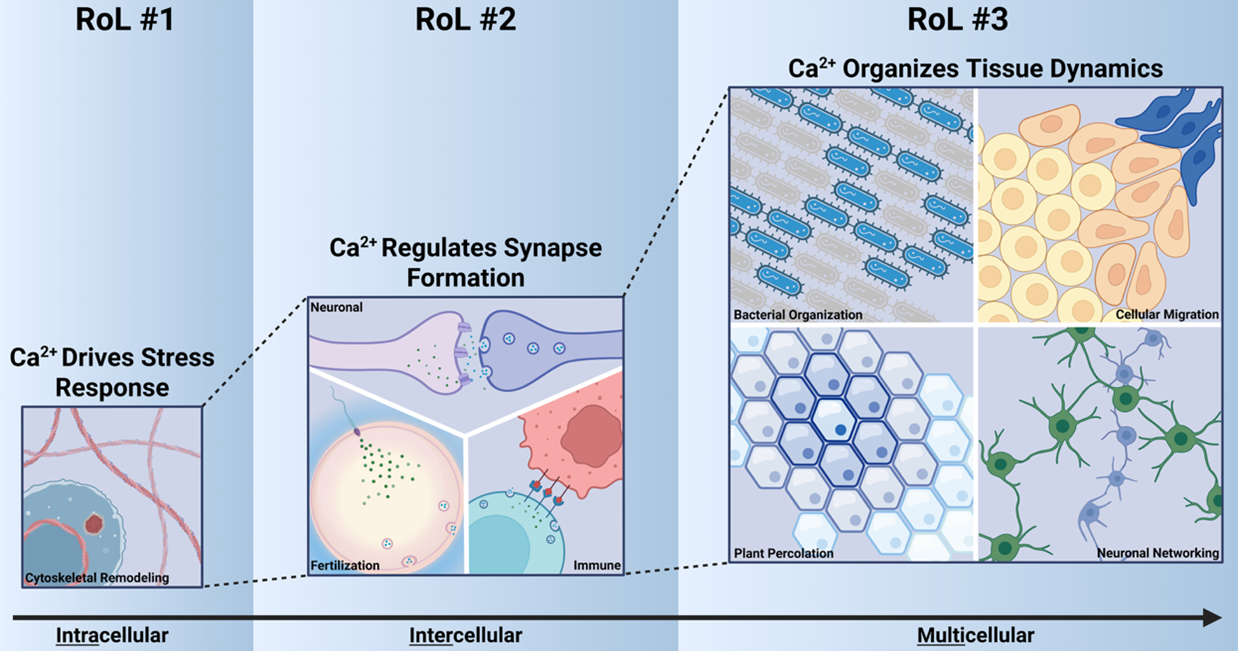 Rules of Life at the Interface of Calcium Signaling and Mechanobiology