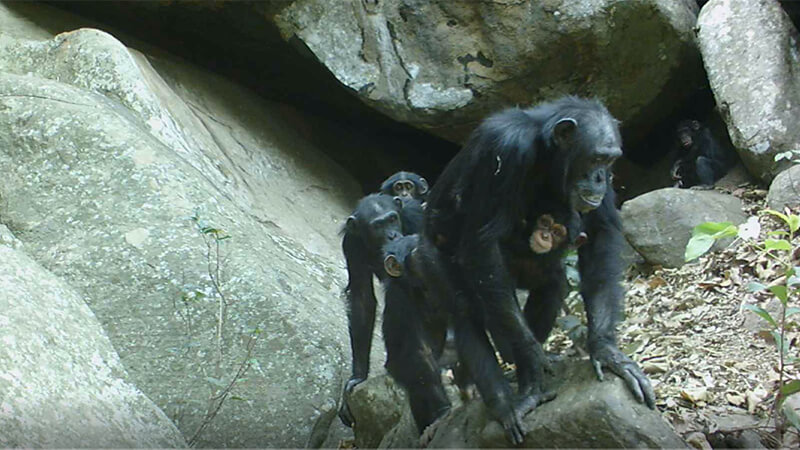 Savanna chimpanzees using a cave in Sabe, Guinea.