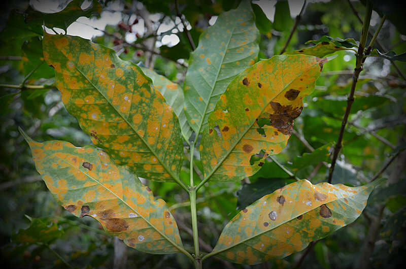 Coffee leaves covered in leaf rust