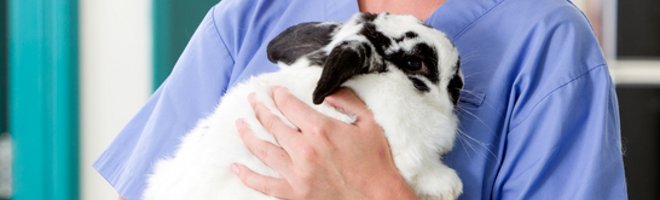 Bunny being held