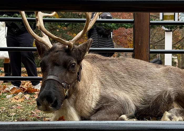 Making Spirits Boilermaker Bright