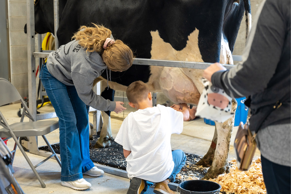 A child milking a cow during Purdue's Spring Fest