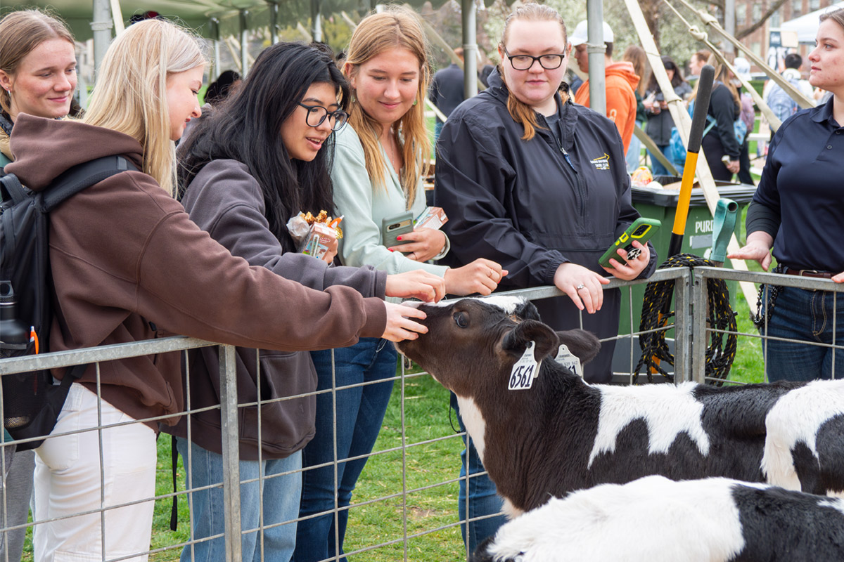 Purdue students petting a cow during Milk Monday