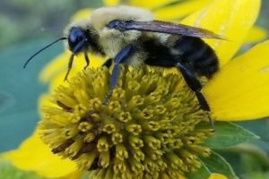 Bumblebot: Engineering a Pollination Solution