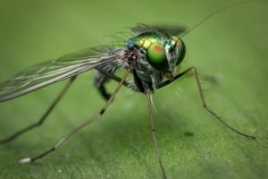 Build a bug: Designing a Predator Insect
