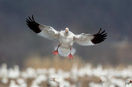 Robot Robot Goose | Purdue University TRAILS