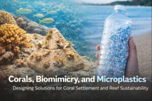 Corals, Biomimicry, and Microplastics