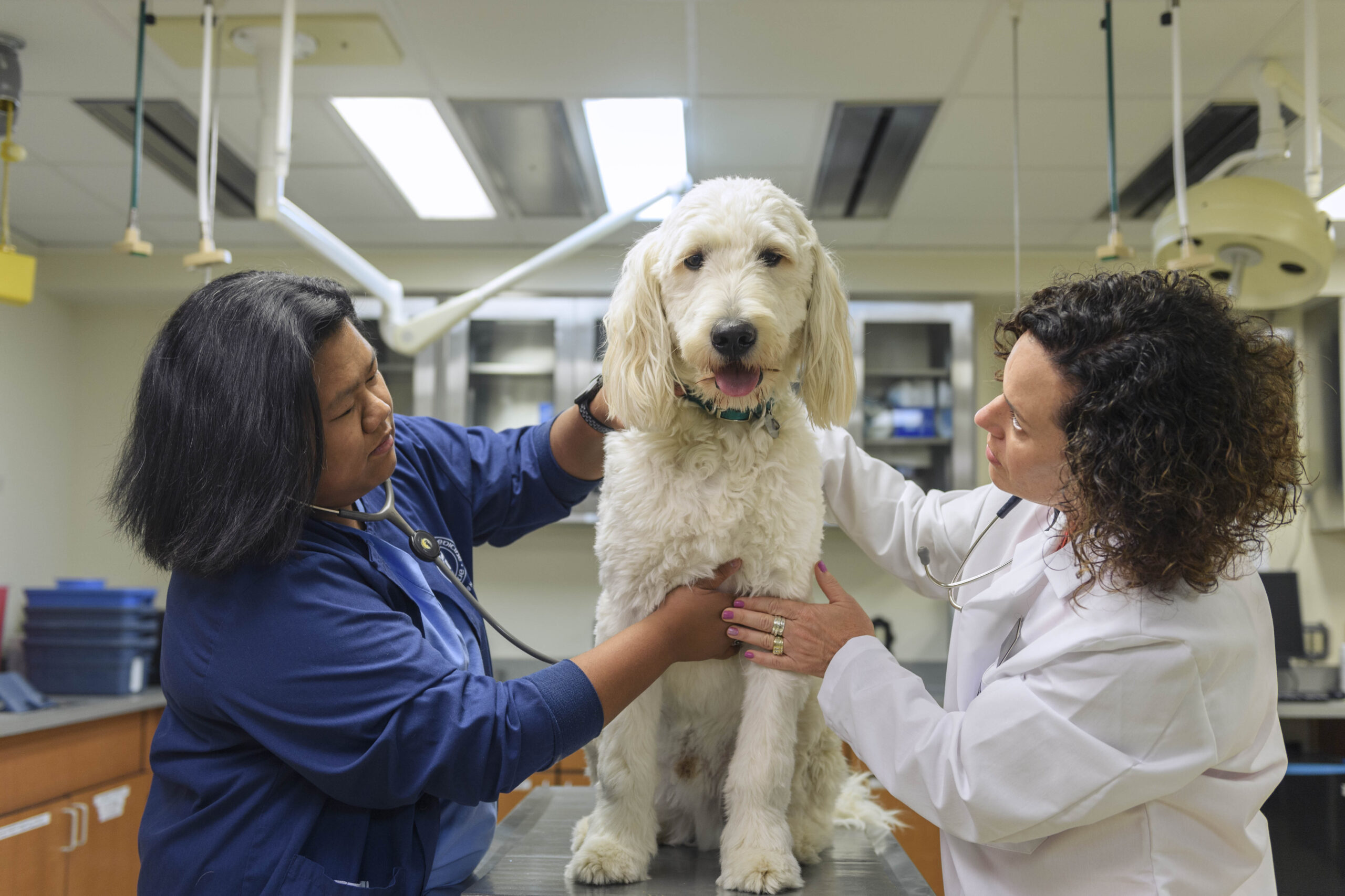 Veterinary Med students with a dog