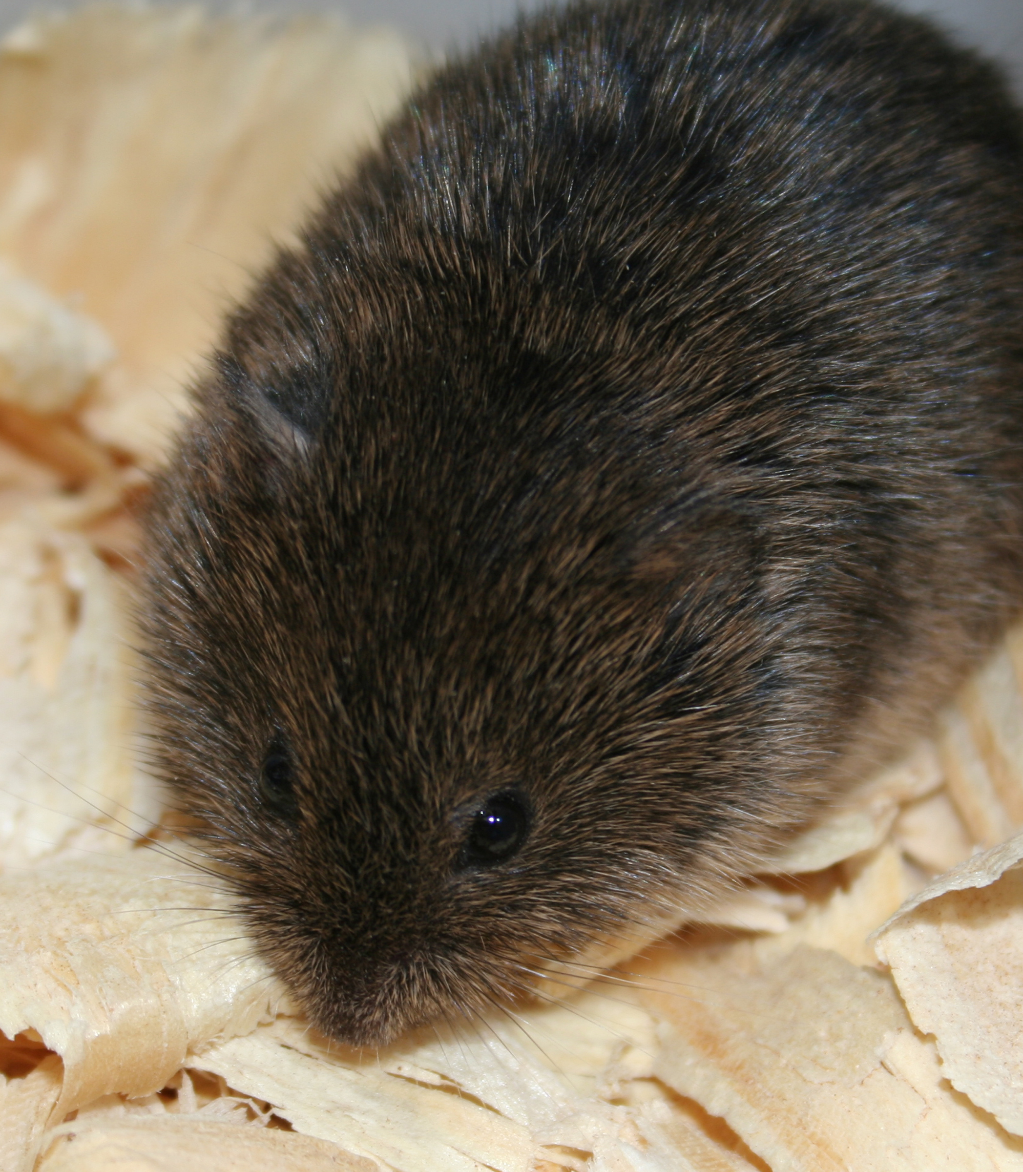 Rodent's bizarre traits deepen mystery of genetics, evolution