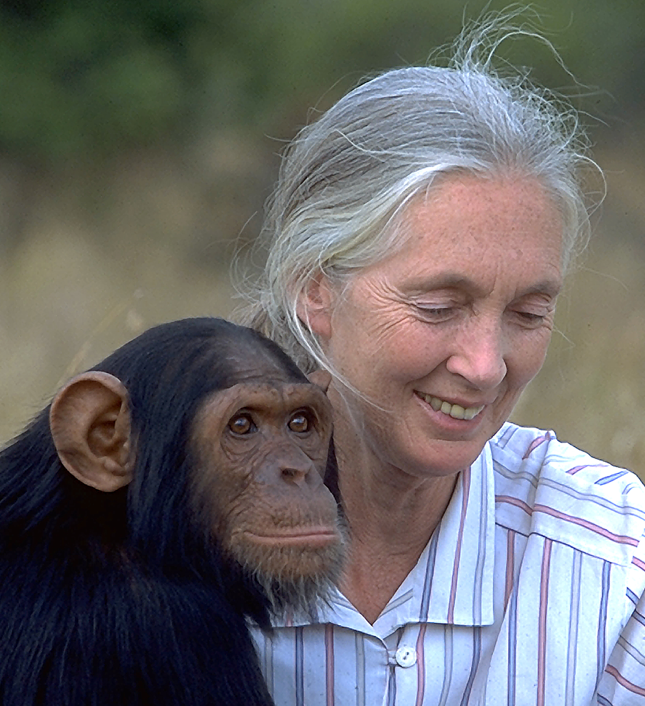 jane goodall research on chimpanzees