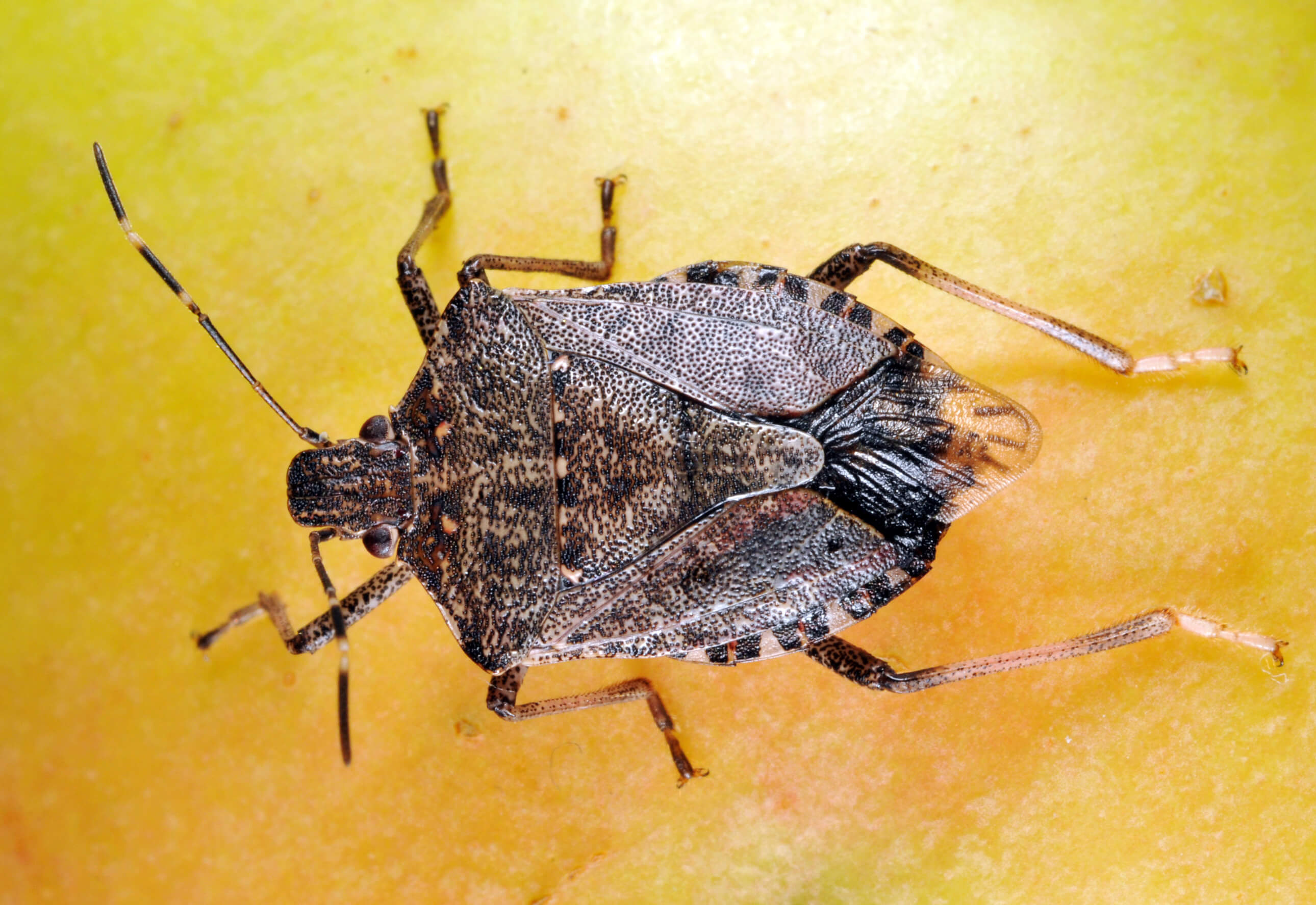 Brown marmorated stink bug