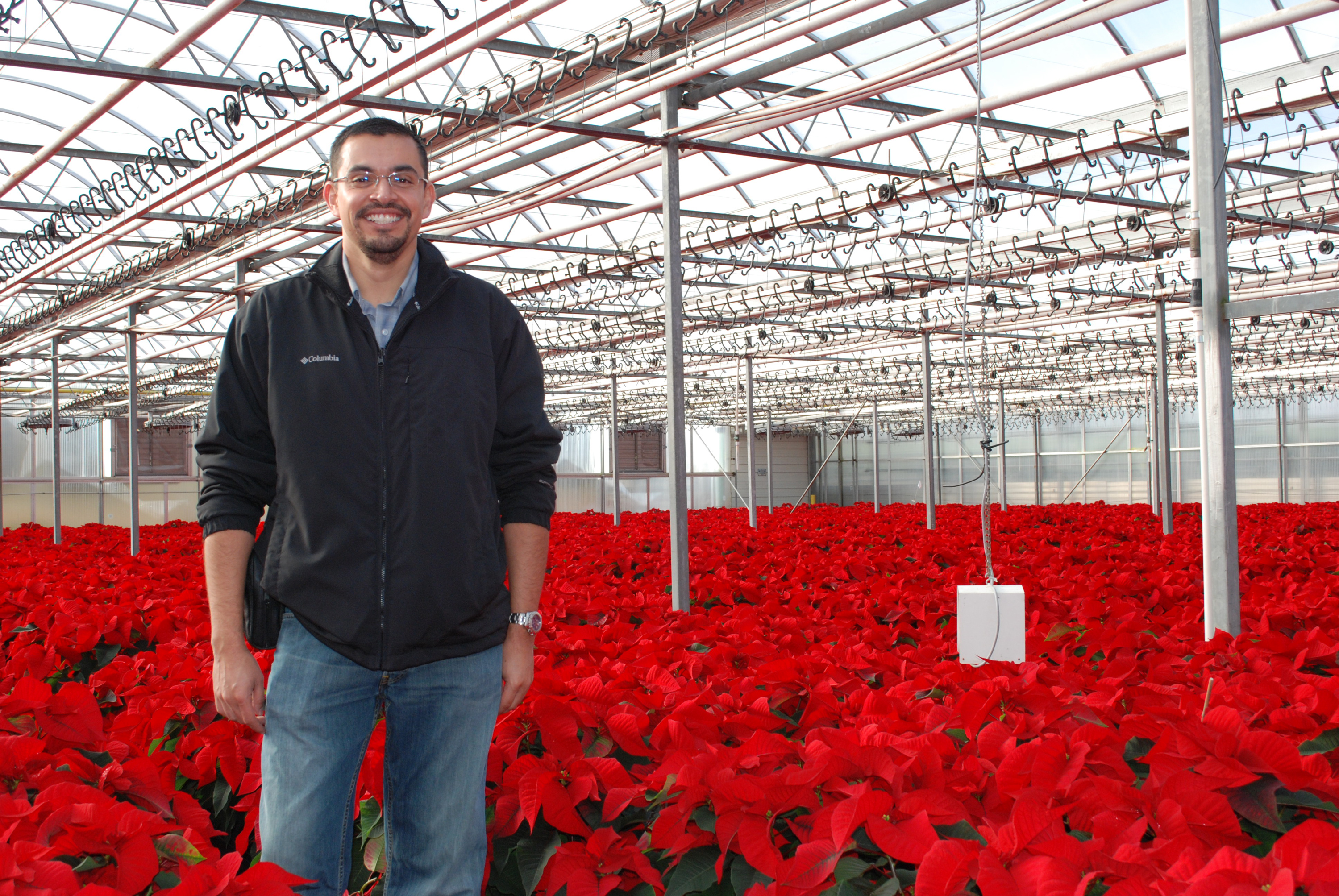 Poinsettias cultivars can take cooler temperatures, save growers - Purdue  University